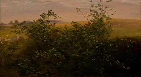 Hecke mit Brombeeren